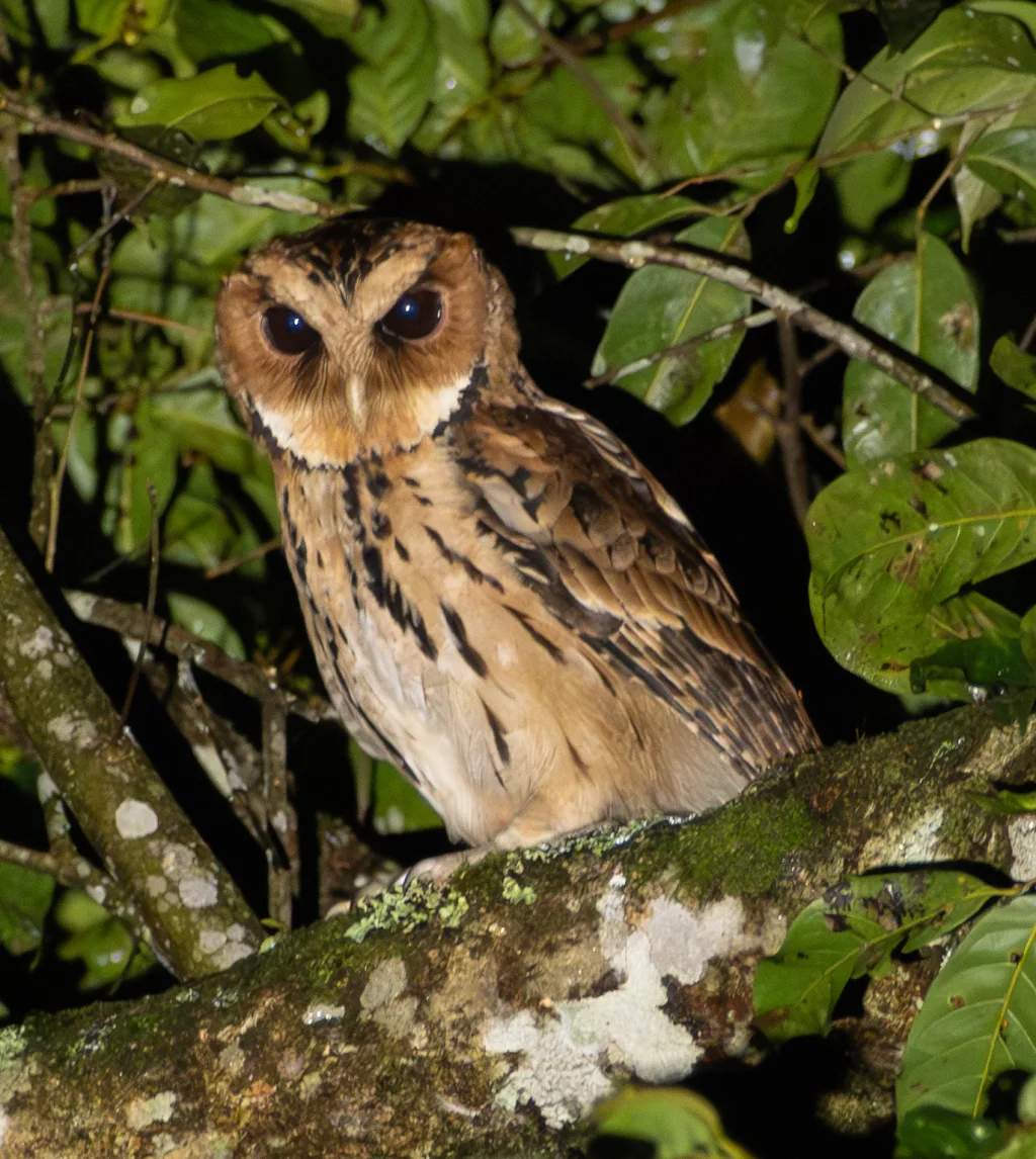巨角鸮(Otus gurneyi)