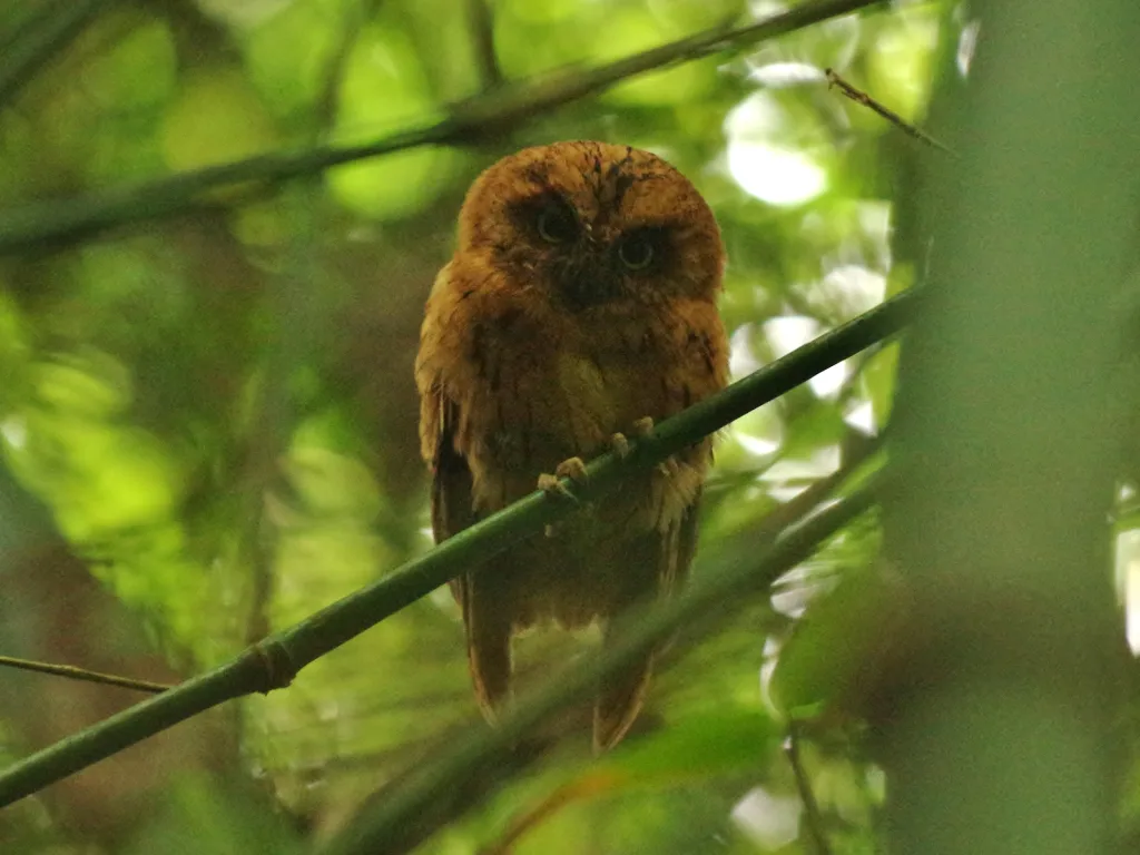 圣多美角鸮(Otus hartlaubi)