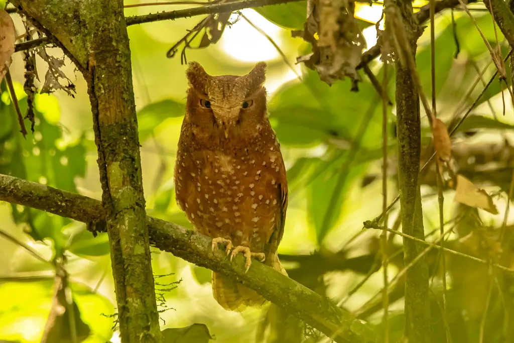 沙色角鸮(Otus icterorhynchus)