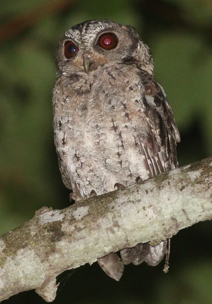 巽他领角鸮(Otus lempiji)