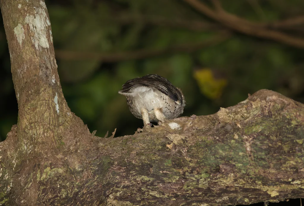 巽他领角鸮(Otus lempiji)