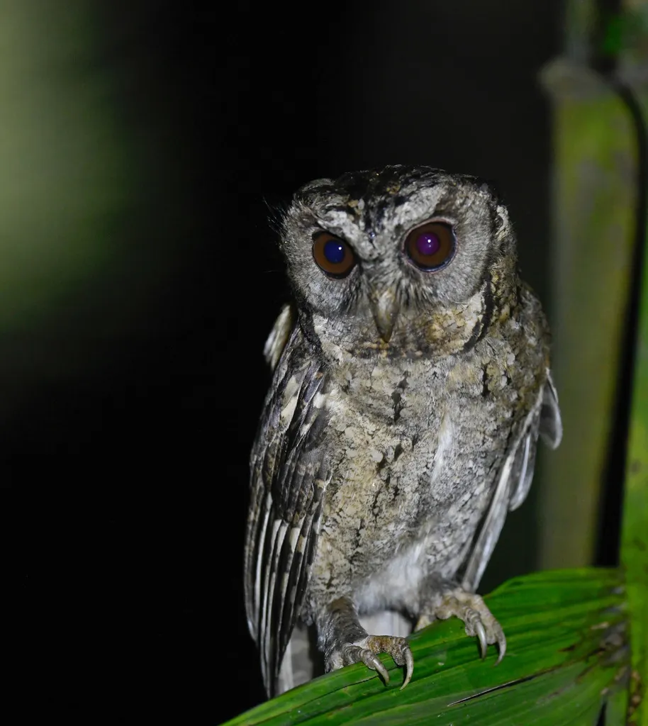 领角鸮(Otus lettia)