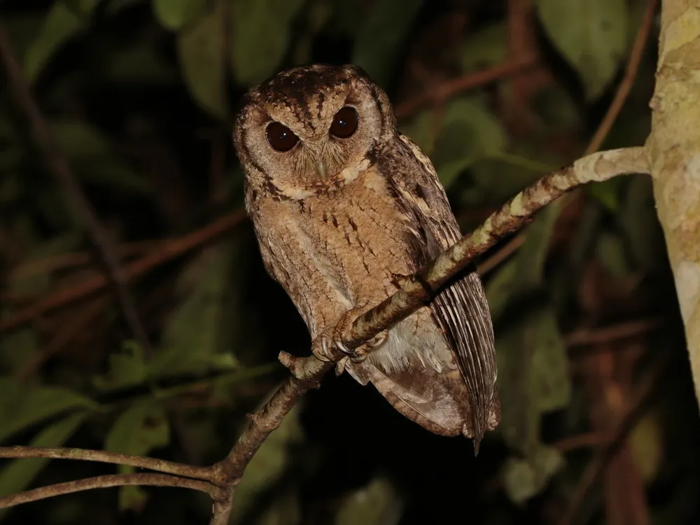 领角鸮(Otus lettia)