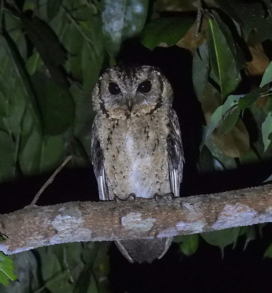 领角鸮(Otus lettia)