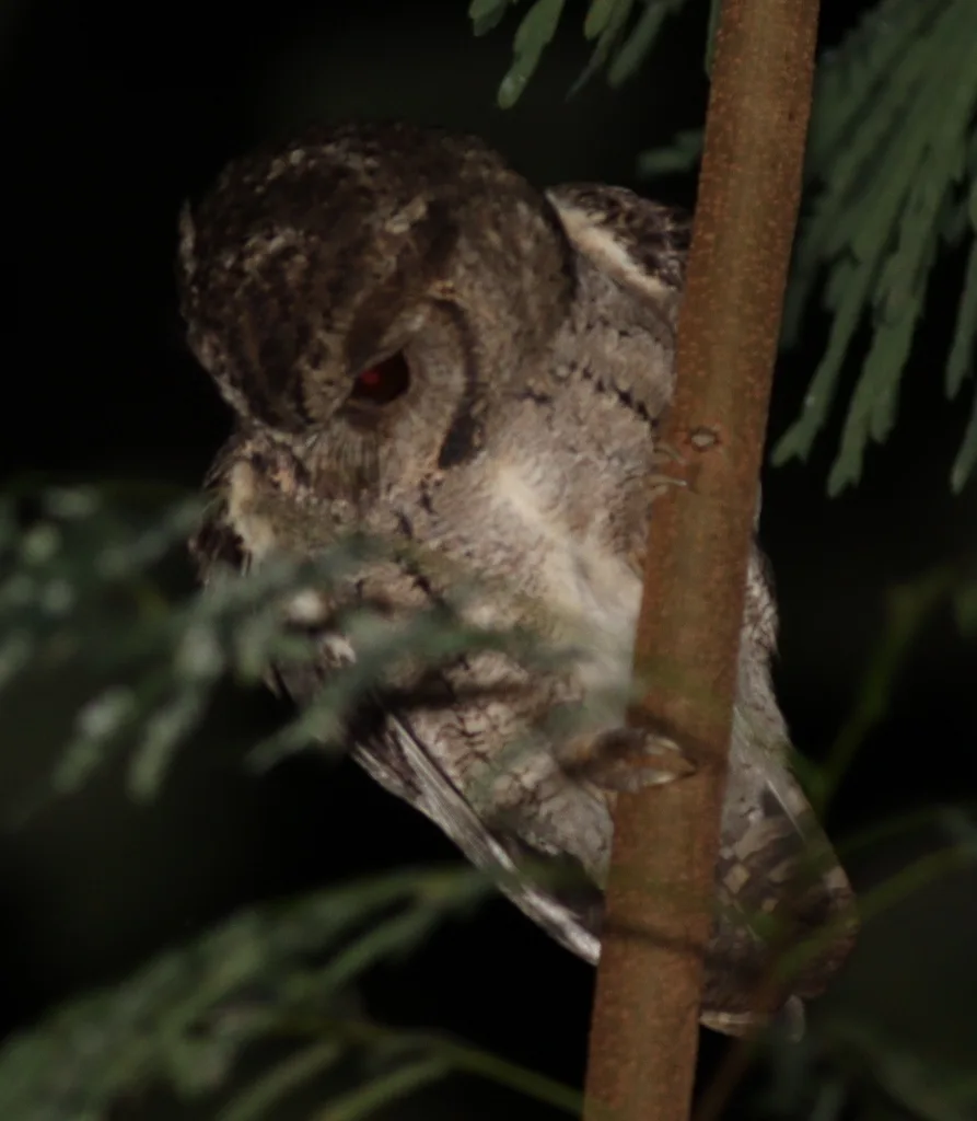 领角鸮(Otus lettia)