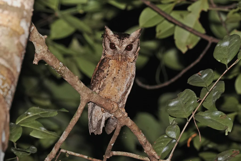 领角鸮(Otus lettia)