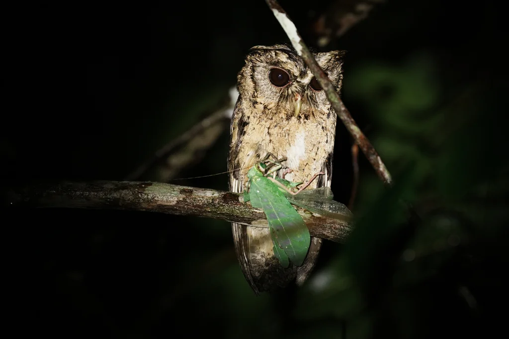 领角鸮(Otus lettia)