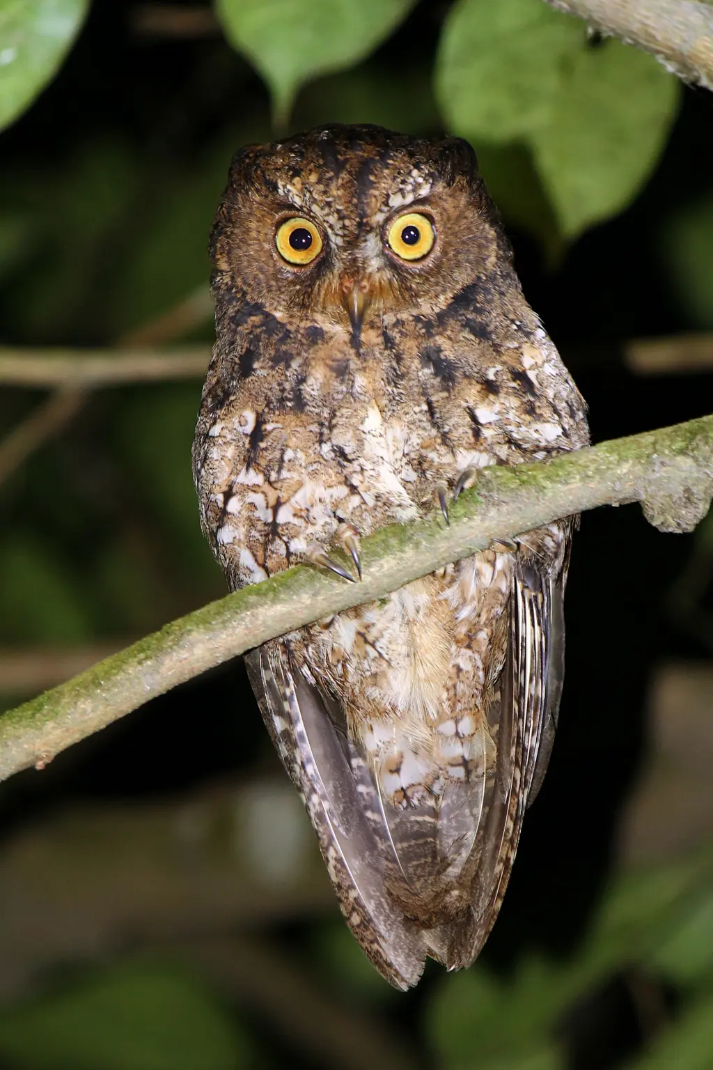 苏拉威西角鸮(Otus manadensis)