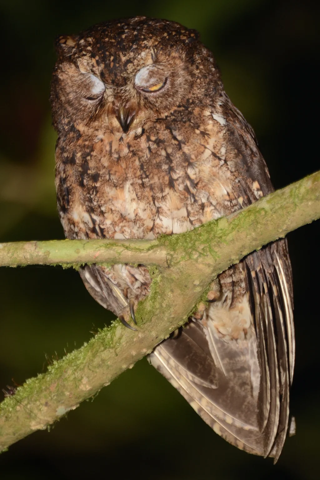 苏拉威西角鸮(Otus manadensis)