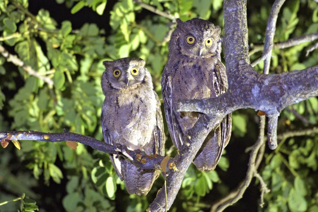 南菲律宾角鸮(Otus mantananensis)