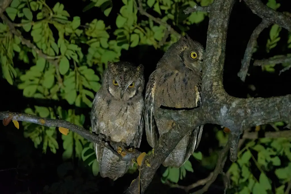 南菲律宾角鸮(Otus mantananensis)
