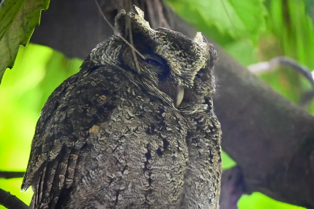 菲律宾角鸮(Otus megalotis)