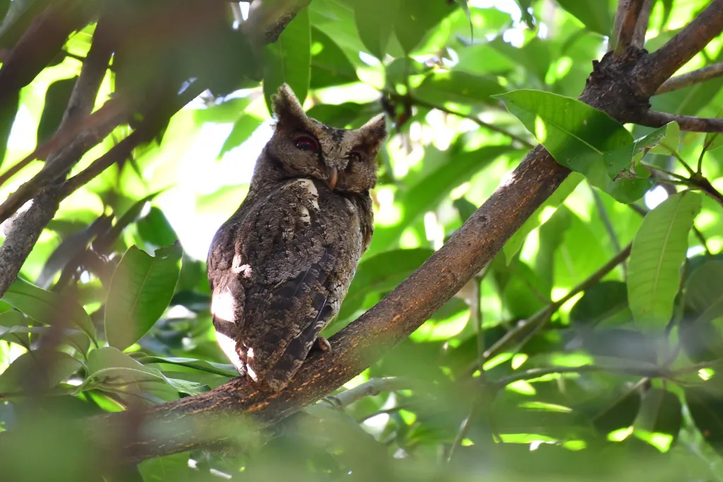 菲律宾角鸮(Otus megalotis)