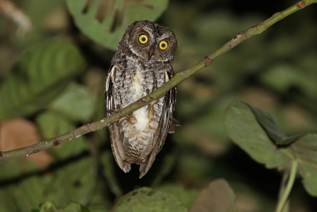 帮盖岛角鸮(Otus mendeni)