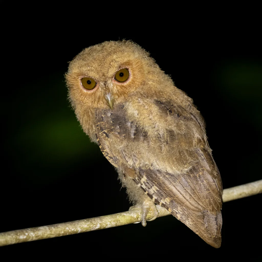 明岛领角鸮(Otus mentawi)
