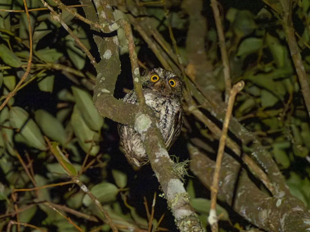 棉兰角鸮(Otus mirus)