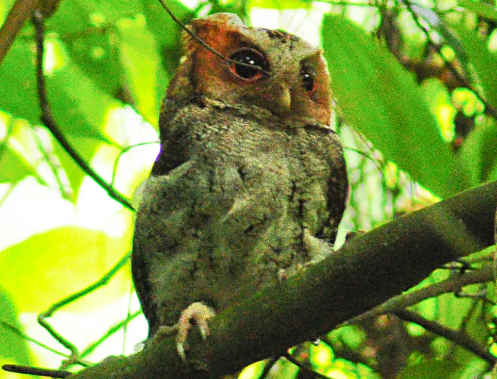 内格罗斯角鸮(Otus nigrorum)