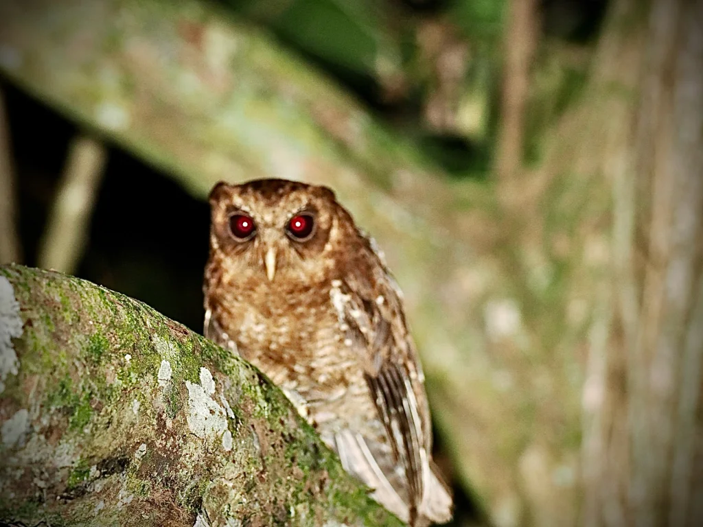 帕劳角鸮(Otus podarginus)