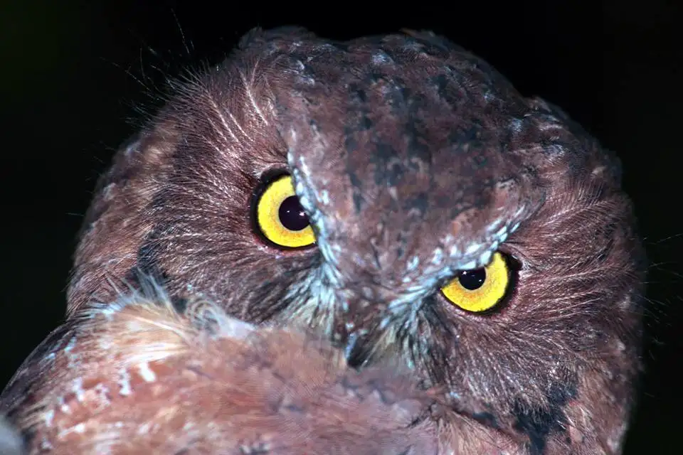 马岛角鸮(Otus rutilus)