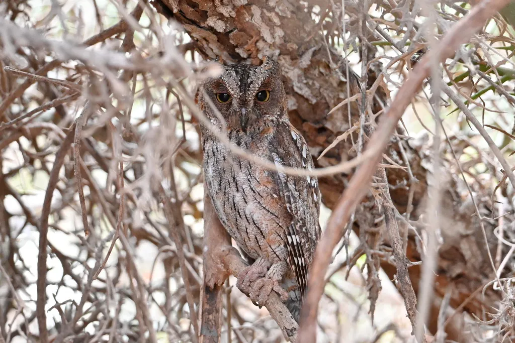 马岛角鸮(Otus rutilus)