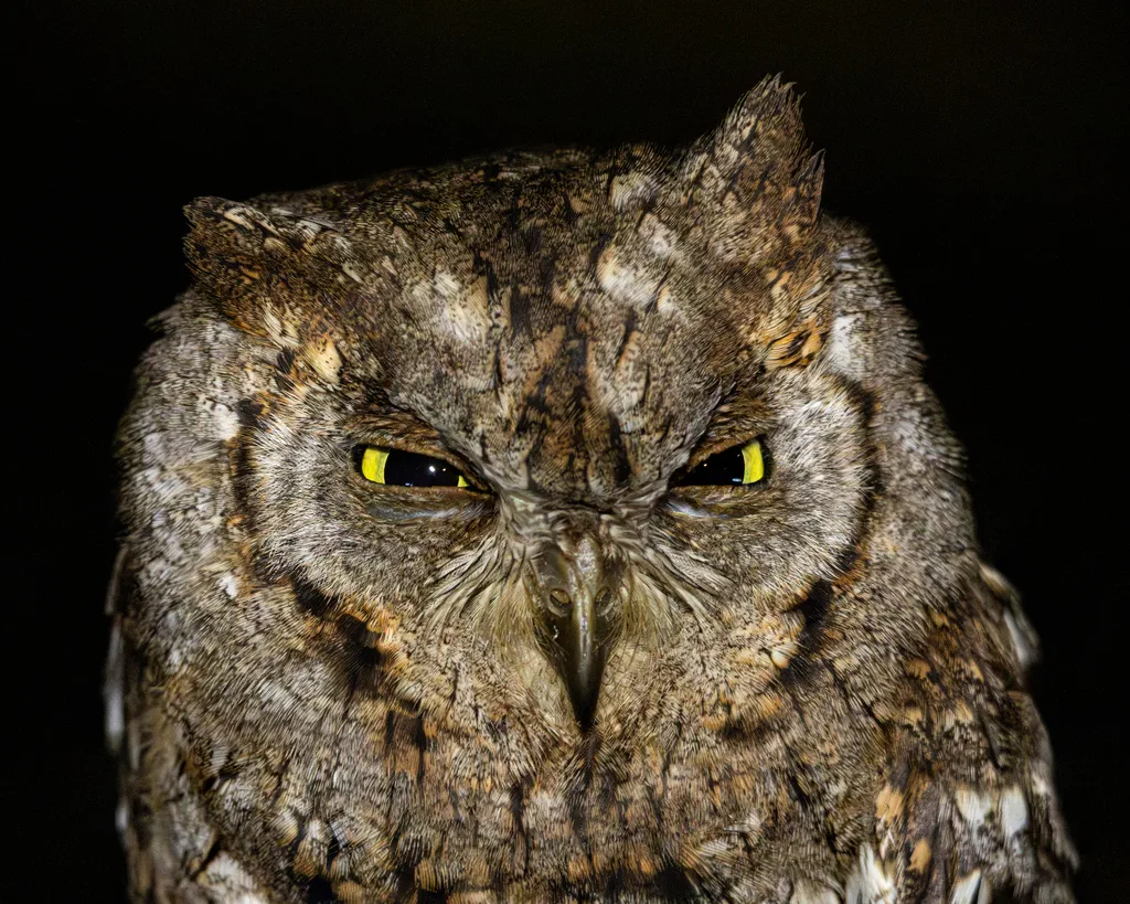 西红角鸮(Otus scops)