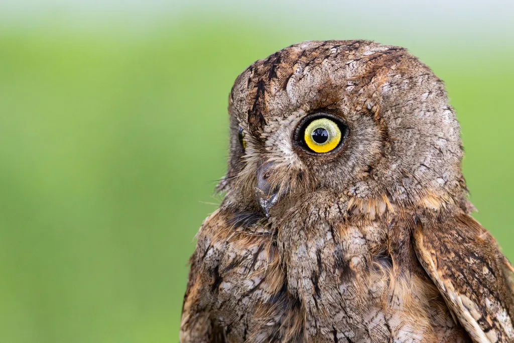 西红角鸮(Otus scops)