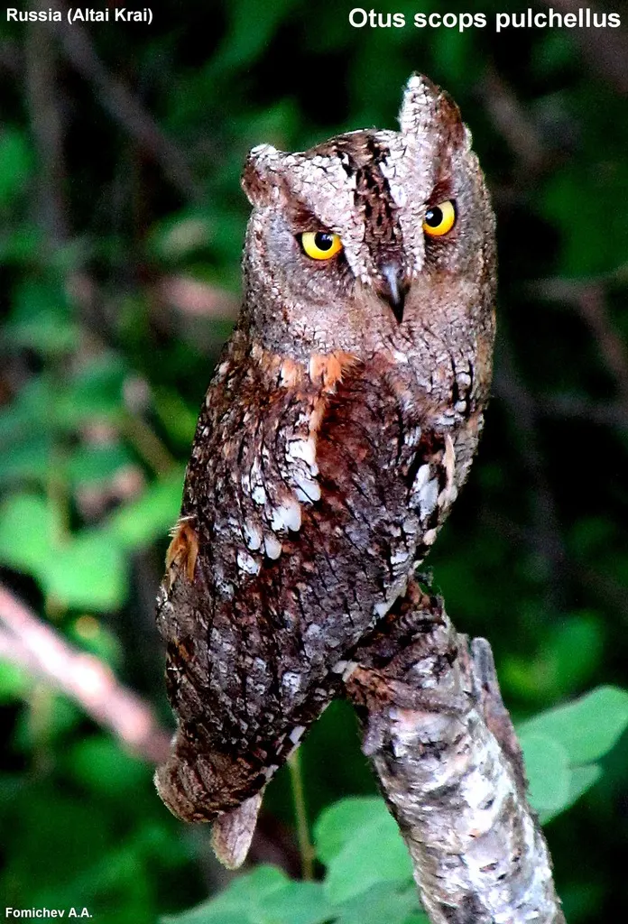 西红角鸮(Otus scops)