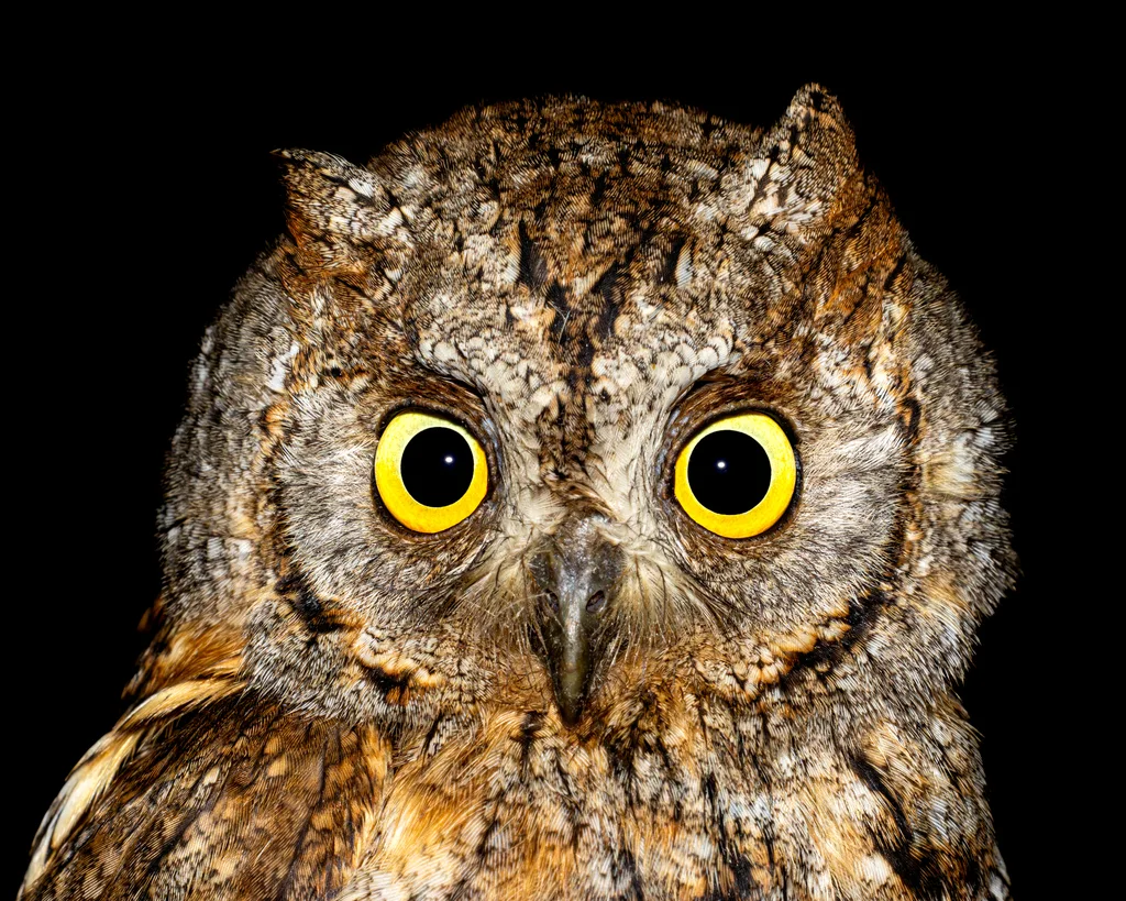 西红角鸮(Otus scops)