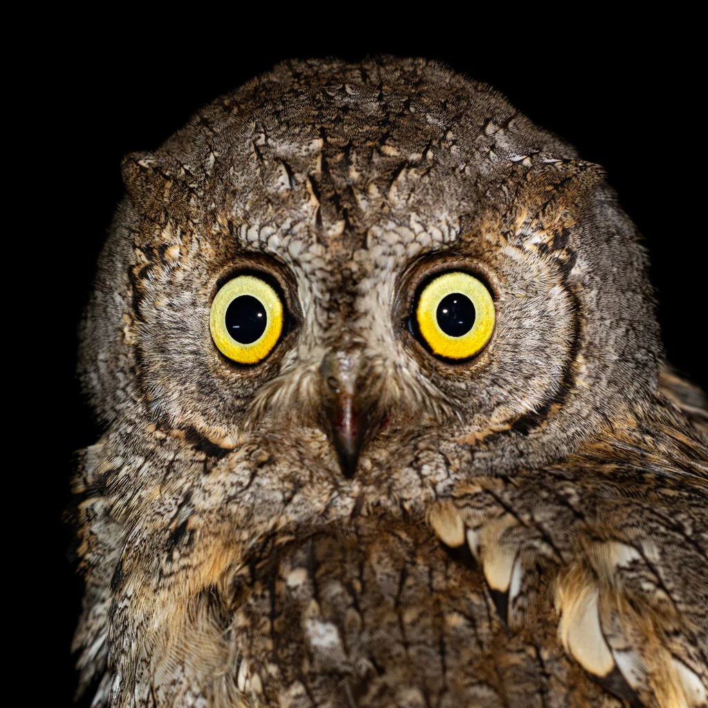 西红角鸮(Otus scops)