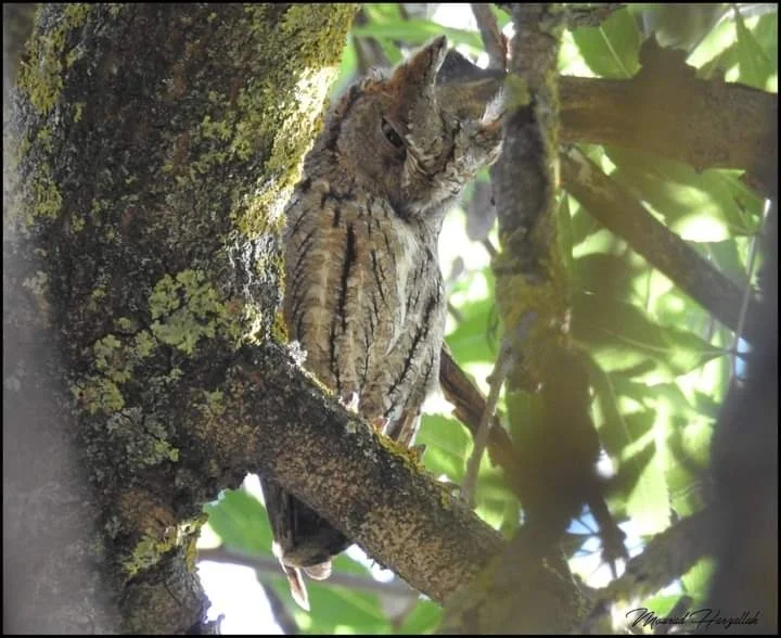 西红角鸮(Otus scops)