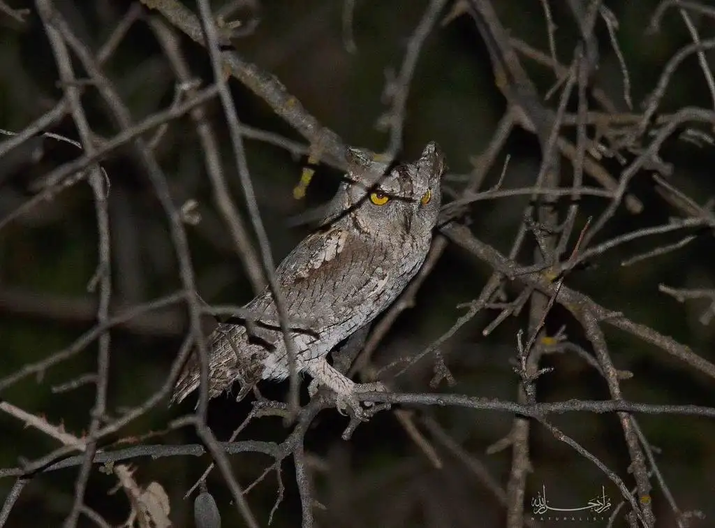 西红角鸮(Otus scops)