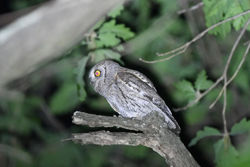 西红角鸮(Otus scops)