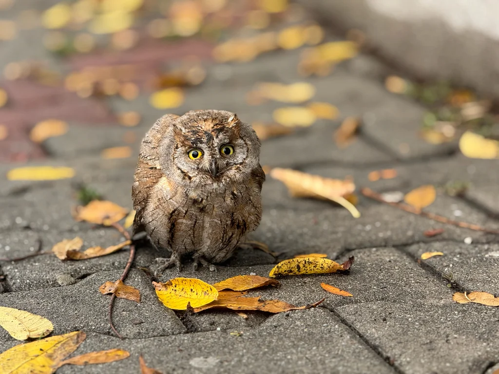 西红角鸮（Otus scops）