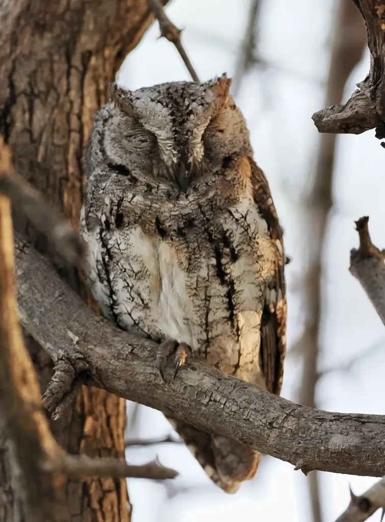 非洲角鸮(Otus senegalensis)