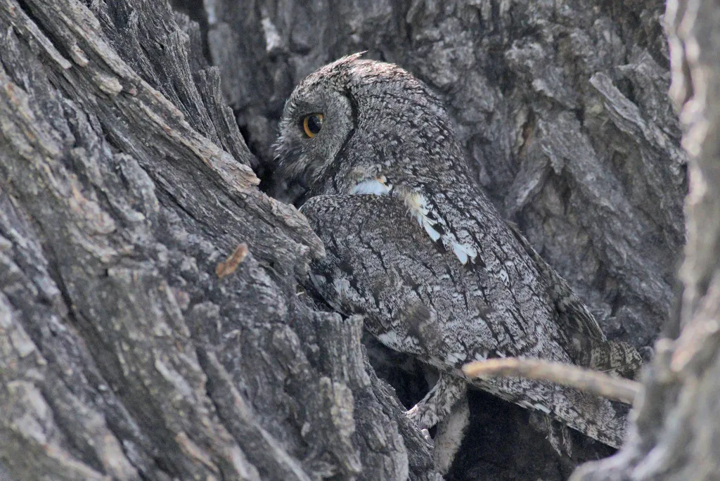 非洲角鸮(Otus senegalensis)