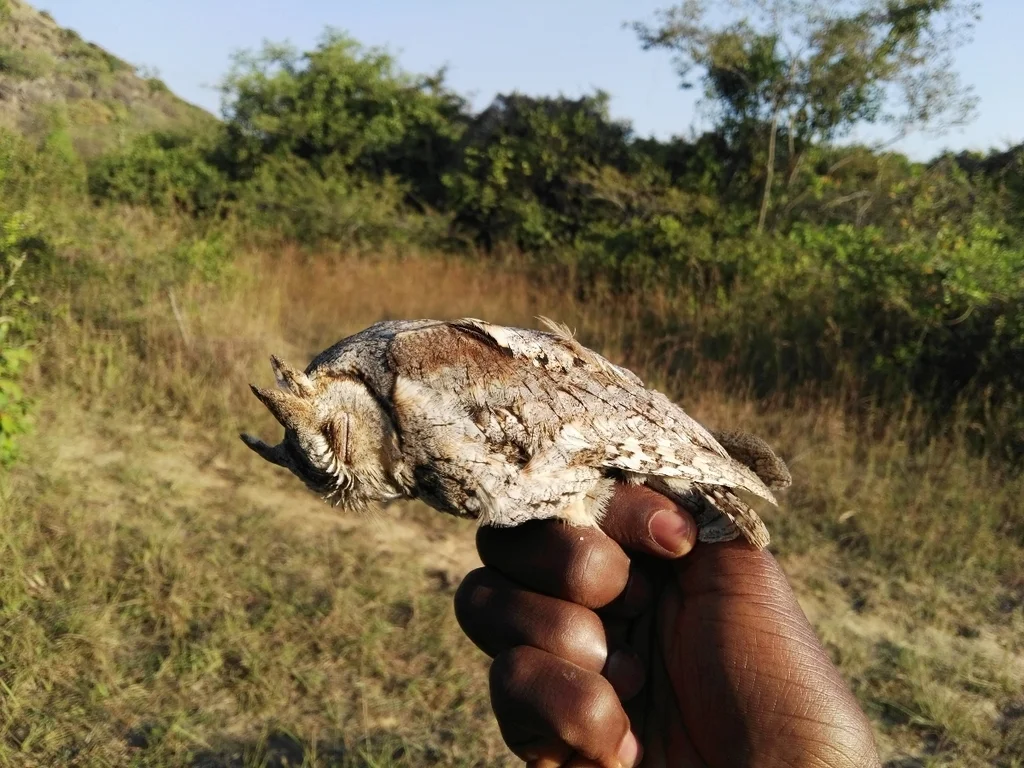 非洲角鸮(Otus senegalensis)