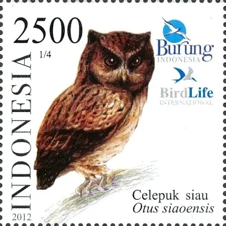 锡奥角鸮（Otus siaoensis）