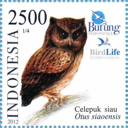 锡奥角鸮（Otus siaoensis）