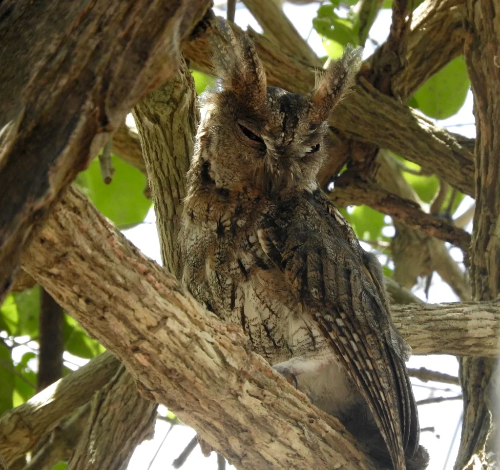 华莱士角鸮(Otus silvicola)