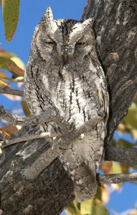 索岛角鸮(Otus socotranus)