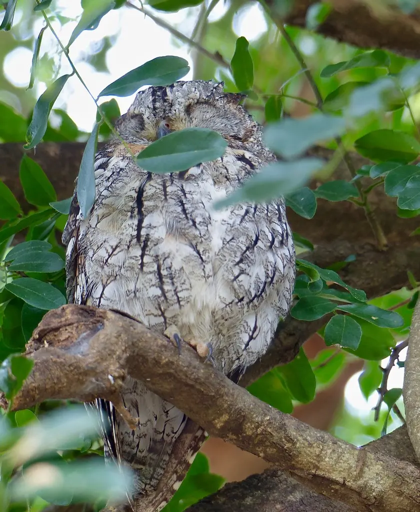 索岛角鸮(Otus socotranus)