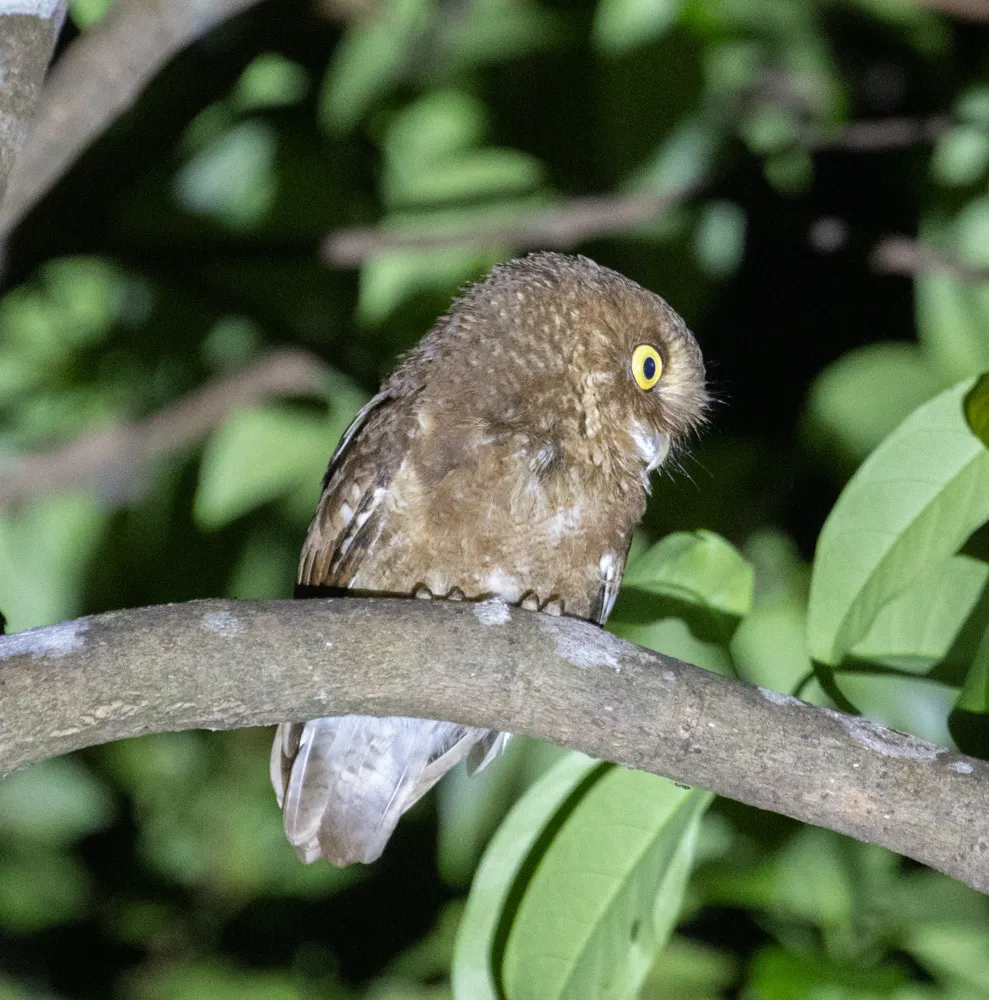黄嘴角鸮(Otus spilocephalus)