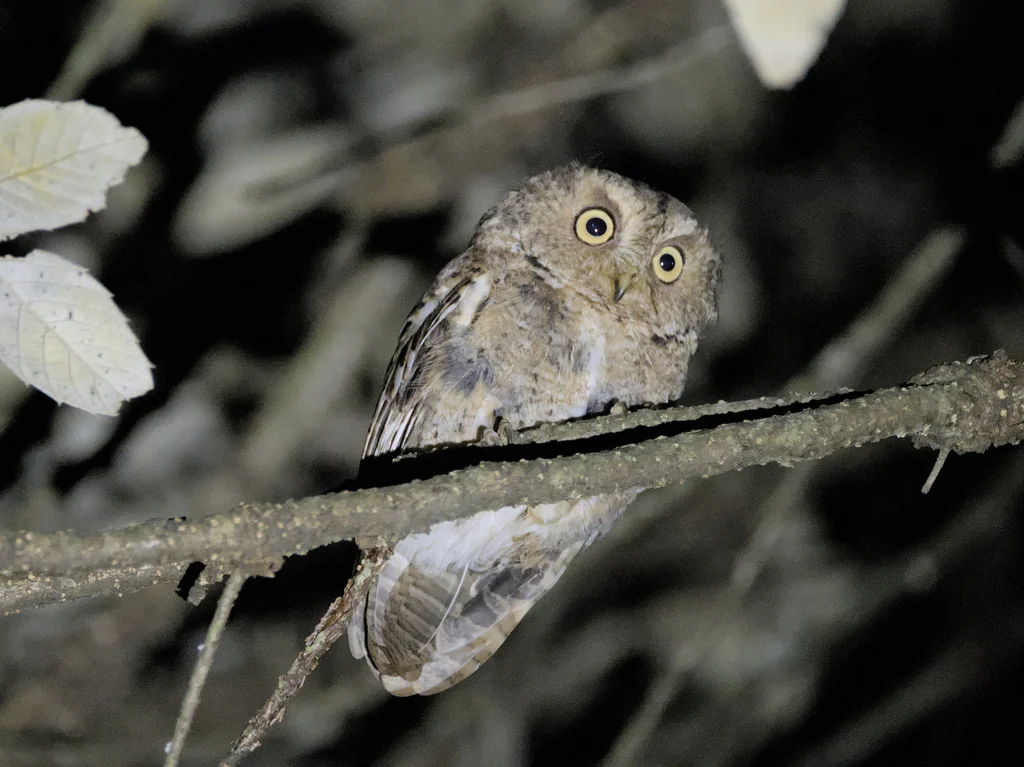 黄嘴角鸮(Otus spilocephalus)
