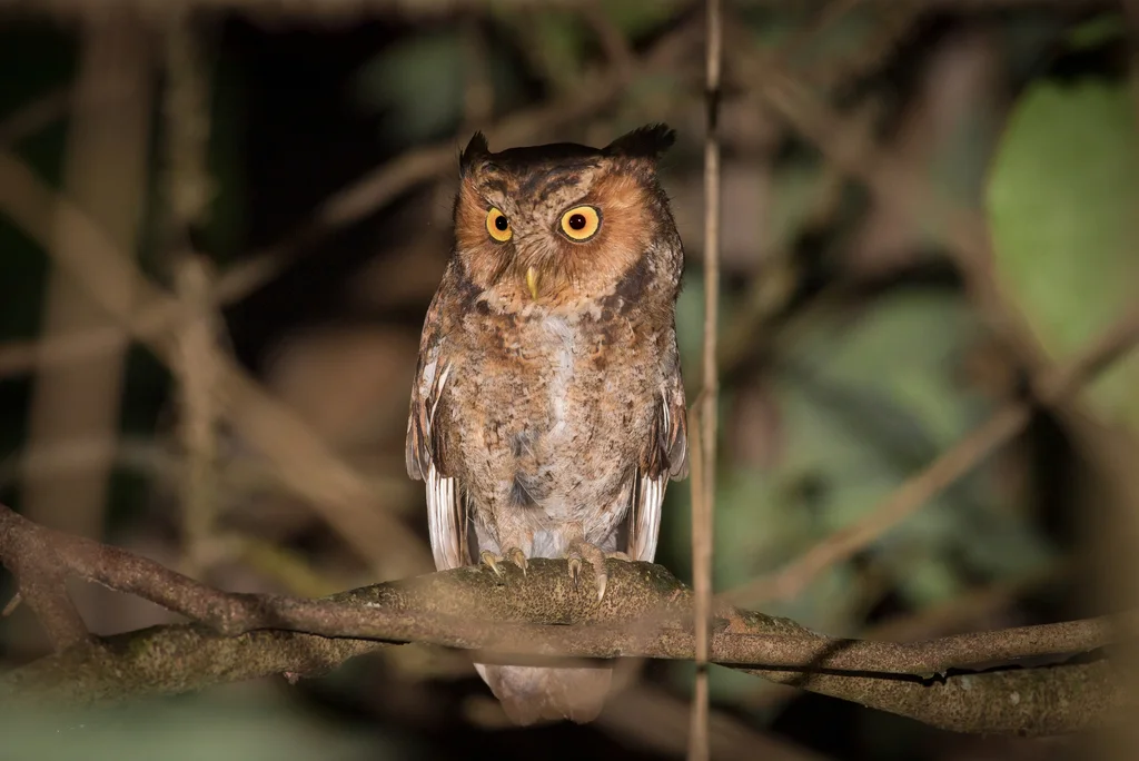 黄嘴角鸮(Otus spilocephalus)
