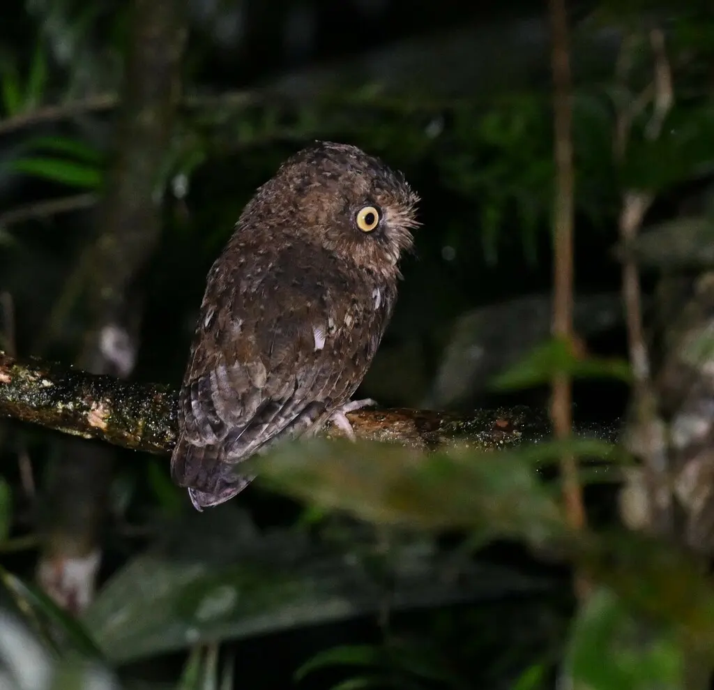 黄嘴角鸮(Otus spilocephalus)