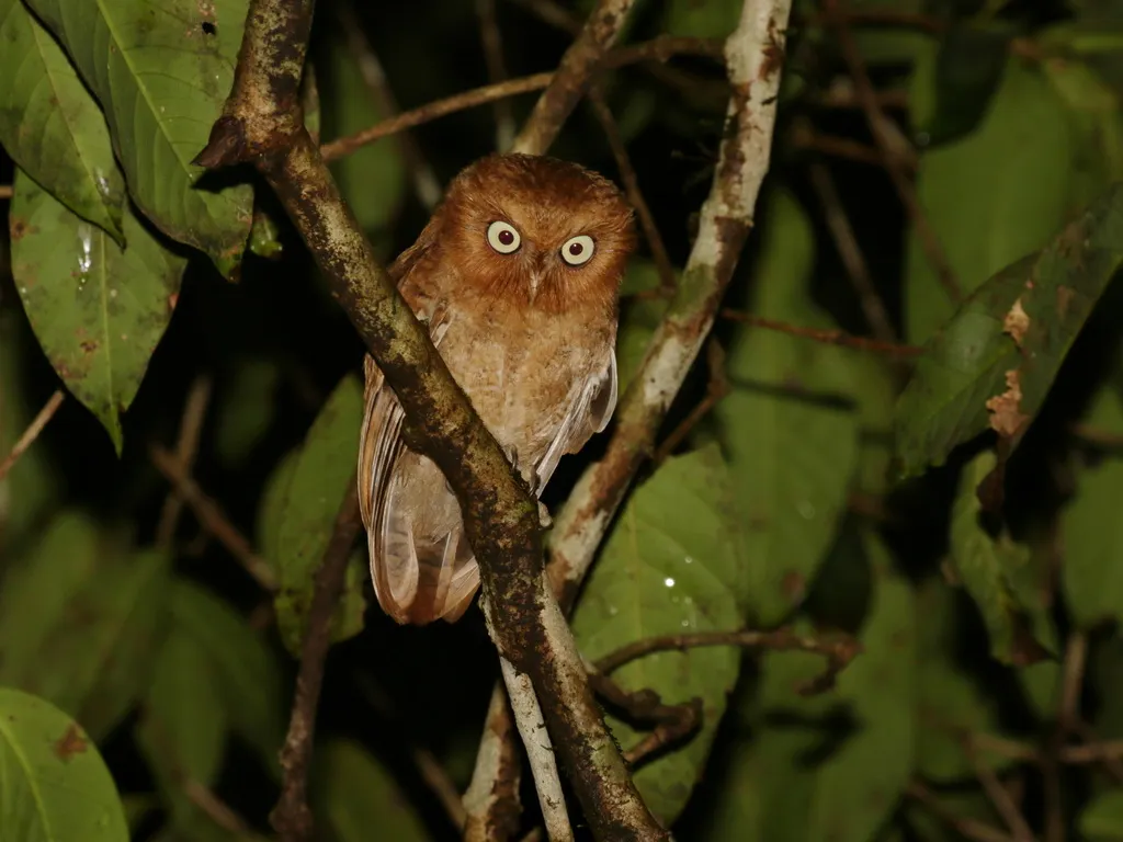 黄嘴角鸮(Otus spilocephalus)