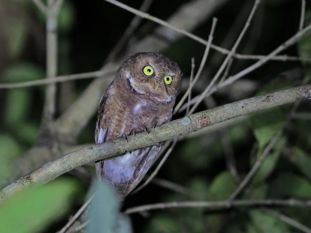 黄嘴角鸮(Otus spilocephalus)