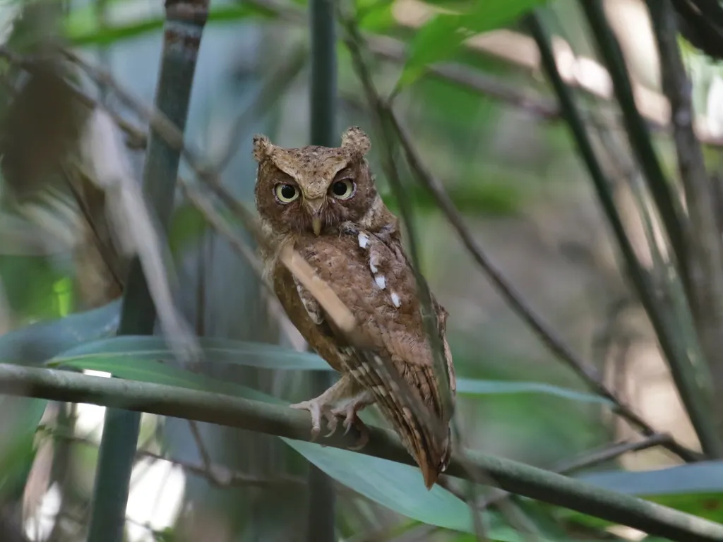 黄嘴角鸮(Otus spilocephalus)