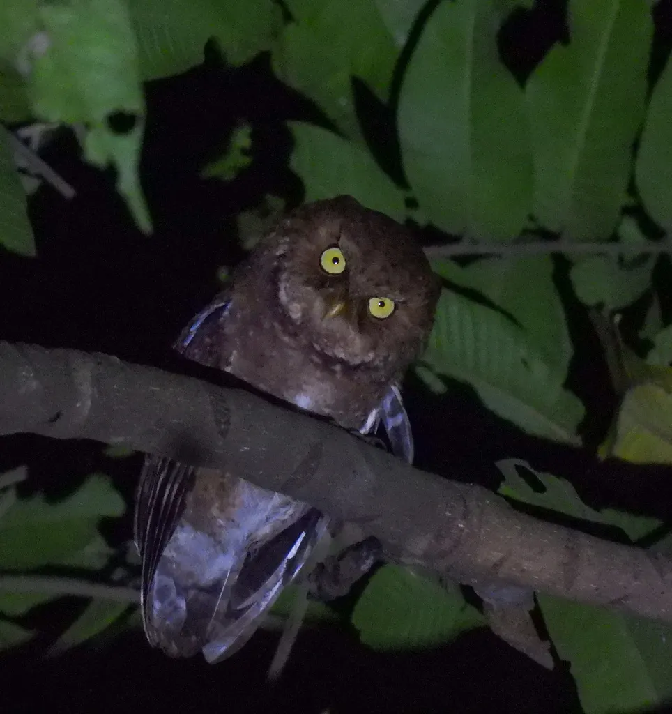黄嘴角鸮(Otus spilocephalus)
