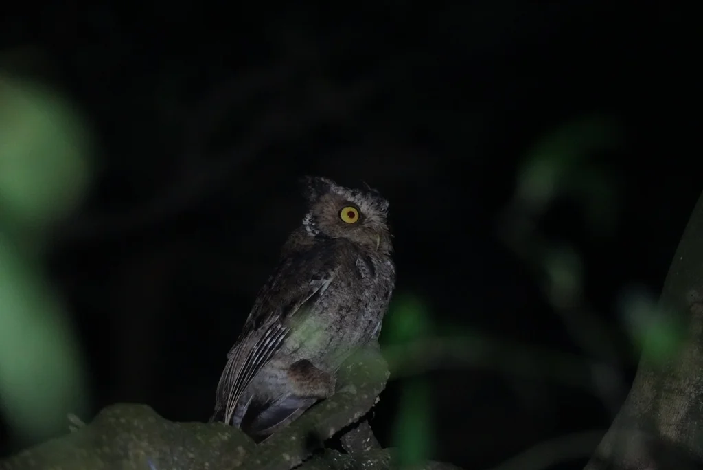 黄嘴角鸮(Otus spilocephalus)